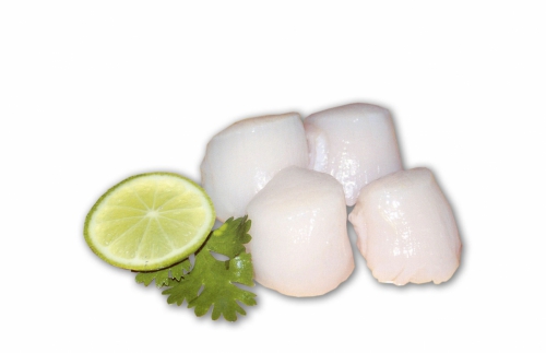 COQUILLES ZONDER KORAAL 10/20 1 KG <*_*>