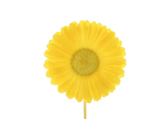 [BLO68700GE] #VERP - BLOEM GERMINI GEEL 12st