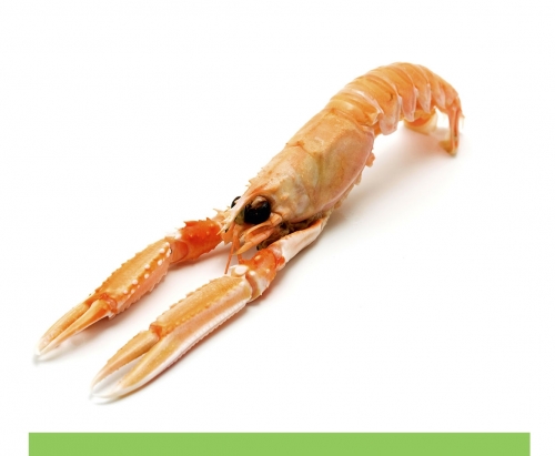 GALANA LANGOUSTINE 8/12 1 KG (12) <*_*>