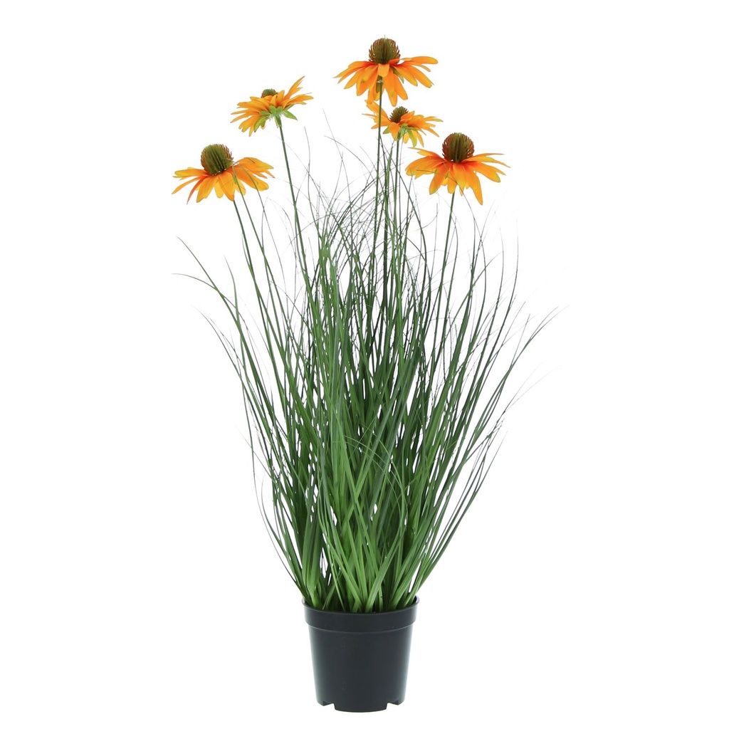 #VERP - RUDBECHIA GRAS MET GEEL/ORANJE BLOEM 1 POT