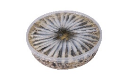[SCH/621005] ANSJOVIS IN LOOKMARINADE KRETA 1KG <**>