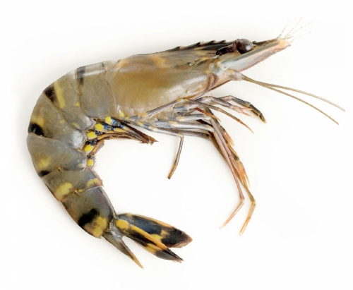 [79122] GAMBAS SEMI IQF 8/12 1KG (10) <*_*>