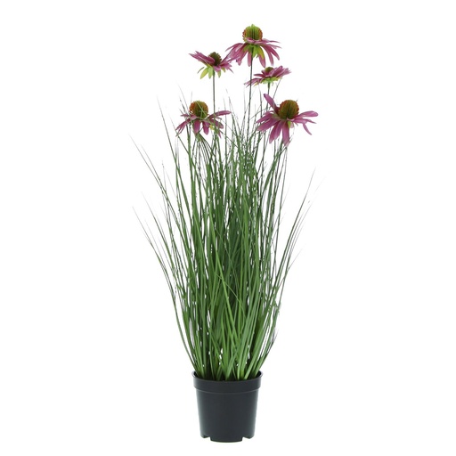 [DEC431968] #VERP - RUDBECHIA GRAS MET PAARSE BLOEM 1 POT